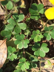 Oxalis niederleinii