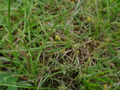 Bupleurum tenuissimum