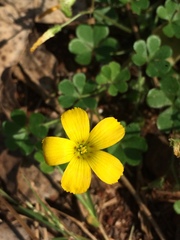 Oxalis niederleinii