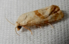 Platphalonidia felix