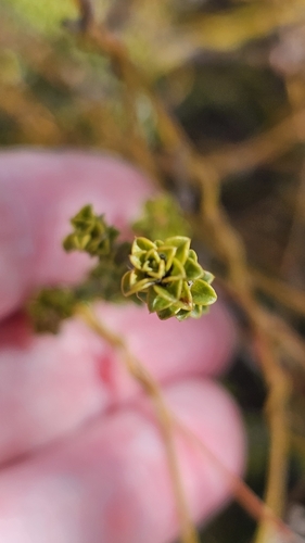 dense-leaved bush-pea (Pultenaea densifolia)
