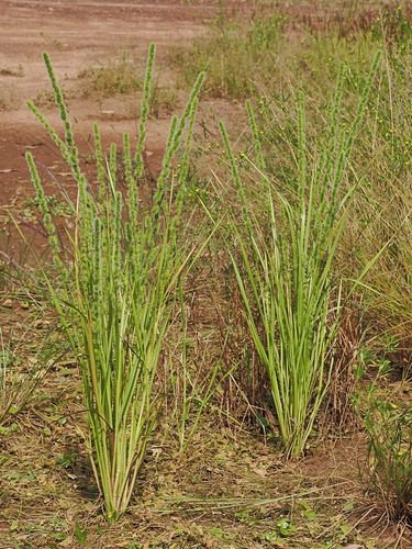 Silver-spike grass (Elytrophorus spicatus)