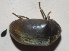 Tricorynus