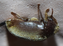 Tricorynus