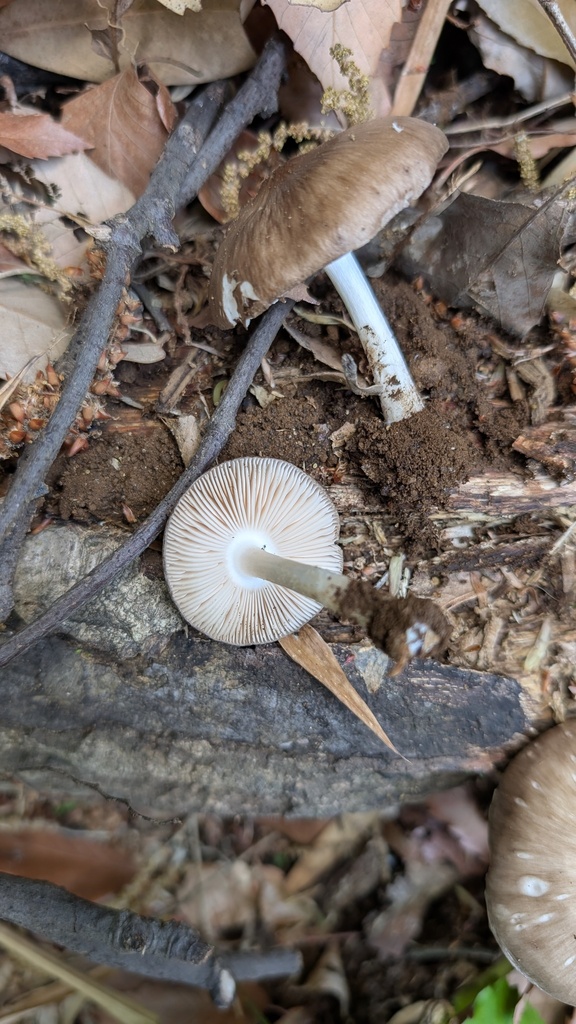 Pluteus cervinus · April 2025 · photo: © atsushi_nakajima_cirque (iNaturalist, cc-by)