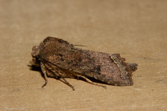 Meterana inchoata