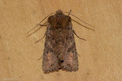 Meterana inchoata