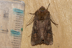Meterana inchoata