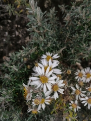 Diplostephium ericoides