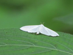 Palpita flegia