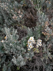 Diplostephium ericoides