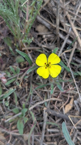 Image of Camissoniopsis bistorta by (c) Cypress Hansen, some rights reserved (CC BY)