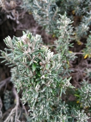 Diplostephium ericoides