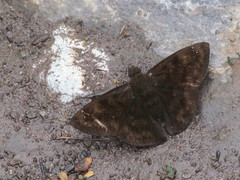 Nisoniades ephora