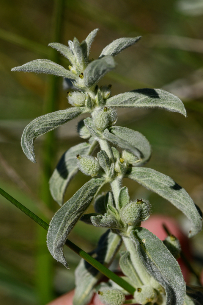 Hairy Mercury