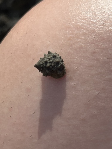 Echininus nodulosus, 2025-04-26
