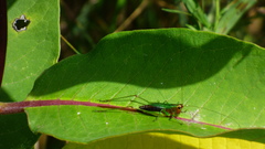 Conocephalus nigropleurum