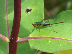 Conocephalus nigropleurum