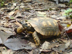 Chelonoidis denticulatus