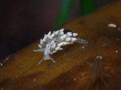 Eubranchus olivaceus