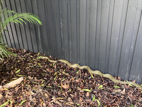 Coastal Carpet Python sighting