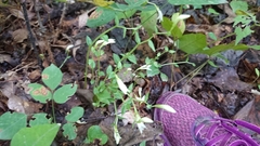 Triphora trianthophoros trianthophoros