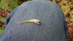 Triphora trianthophoros trianthophoros