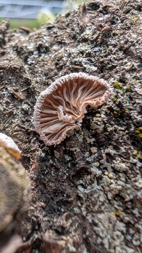 Schizophyllum commune