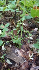 Triphora trianthophoros trianthophoros