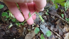 Triphora trianthophoros trianthophoros