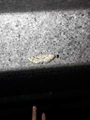 Hileithia rehamalis