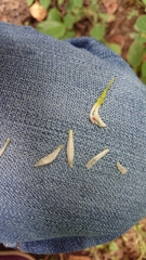 Triphora trianthophoros trianthophoros