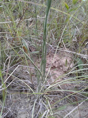 Carphephorus pseudoliatris