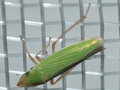 Draeculacephala soluta