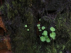 Micranthes odontoloma