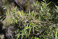 Persoonia mollis