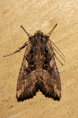 Meterana stipata