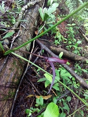Anthurium clavigerum