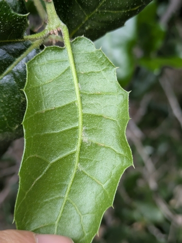 Coast Live × Interior Live Oak