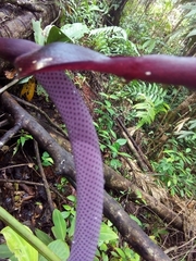 Anthurium clavigerum