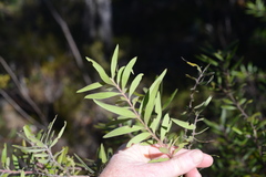 Persoonia mollis