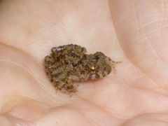 Oreobates quixensis