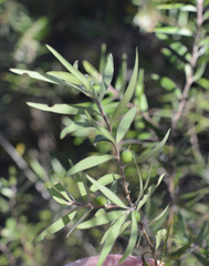 Persoonia mollis