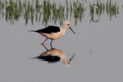 Himantopus himantopus