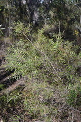 Persoonia mollis