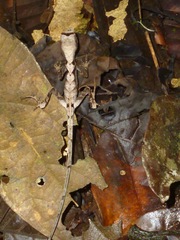Anolis scypheus