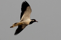 Vanellus indicus