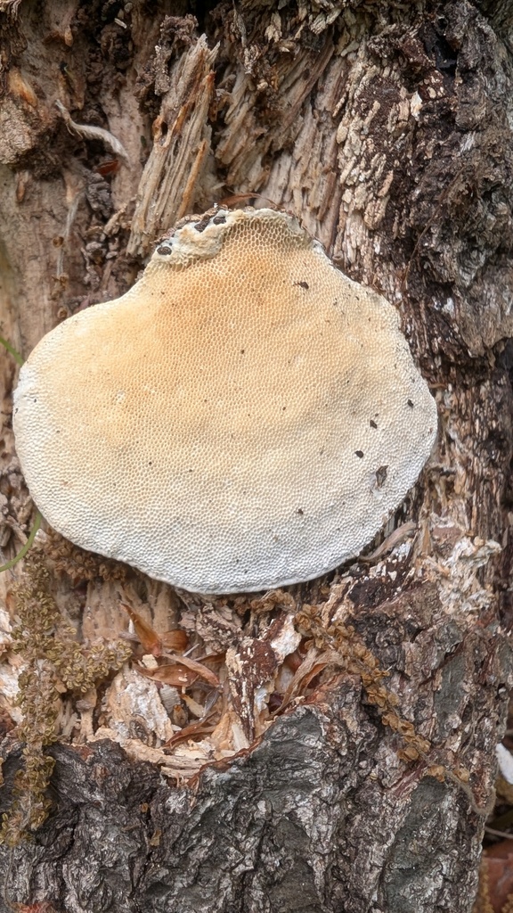 Trametes orientalis · April 2025 · photo: © atsushi_nakajima_cirque (iNaturalist, cc-by)
