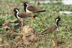 Vanellus indicus
