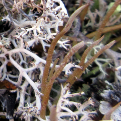 Cladonia cornuta